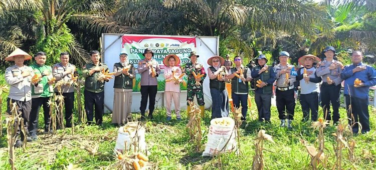 Polsek Kerinci Kanan Bersama Pemerintah Kampung dan Kelompok Tani Panen Jagung di Kampung Kerinci Kiri, Perkuat Ketahanan Pangan
