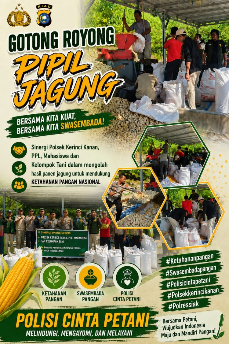 Sinergi Polsek Kerinci Kanan, PPL, Kelompok Tani, dan Mahasiswa Gotong Royong Pipil Jagung Dukung Ketahanan Pangan Nasional