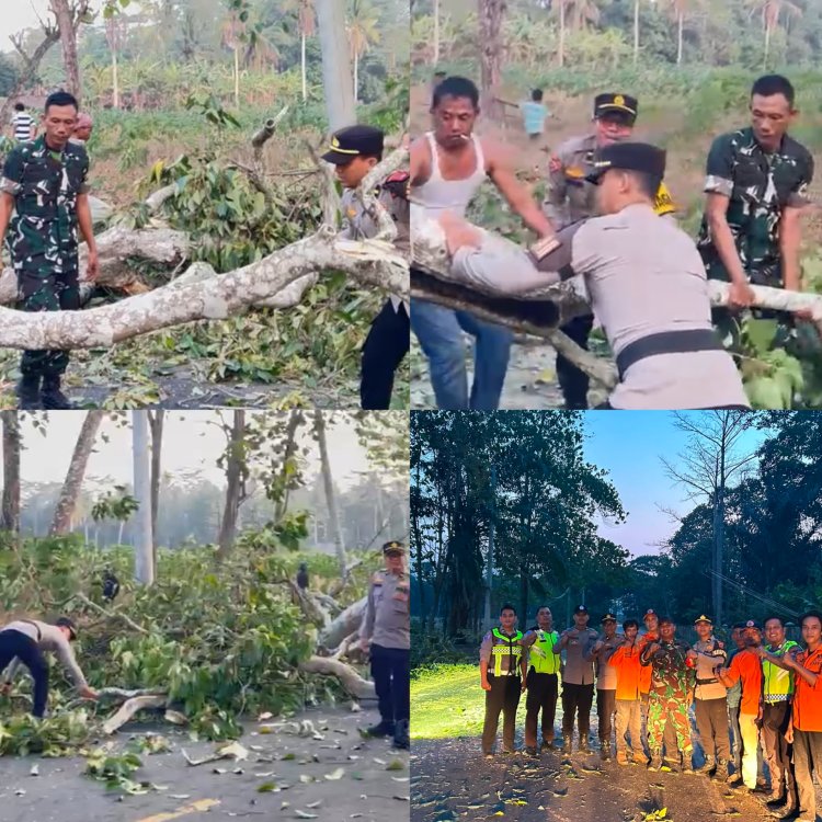 Gerak Cepat, Polres Lampung Timur Evakuasi Pohon Tumbang di Badan Jalan