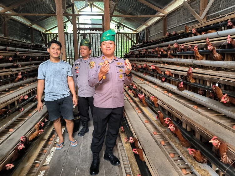 Kapolsek Kerinci Kanan Tinjau Budidaya Ayam Petelur di Kampung Delima Jaya, Dukung Ketahanan Pangan