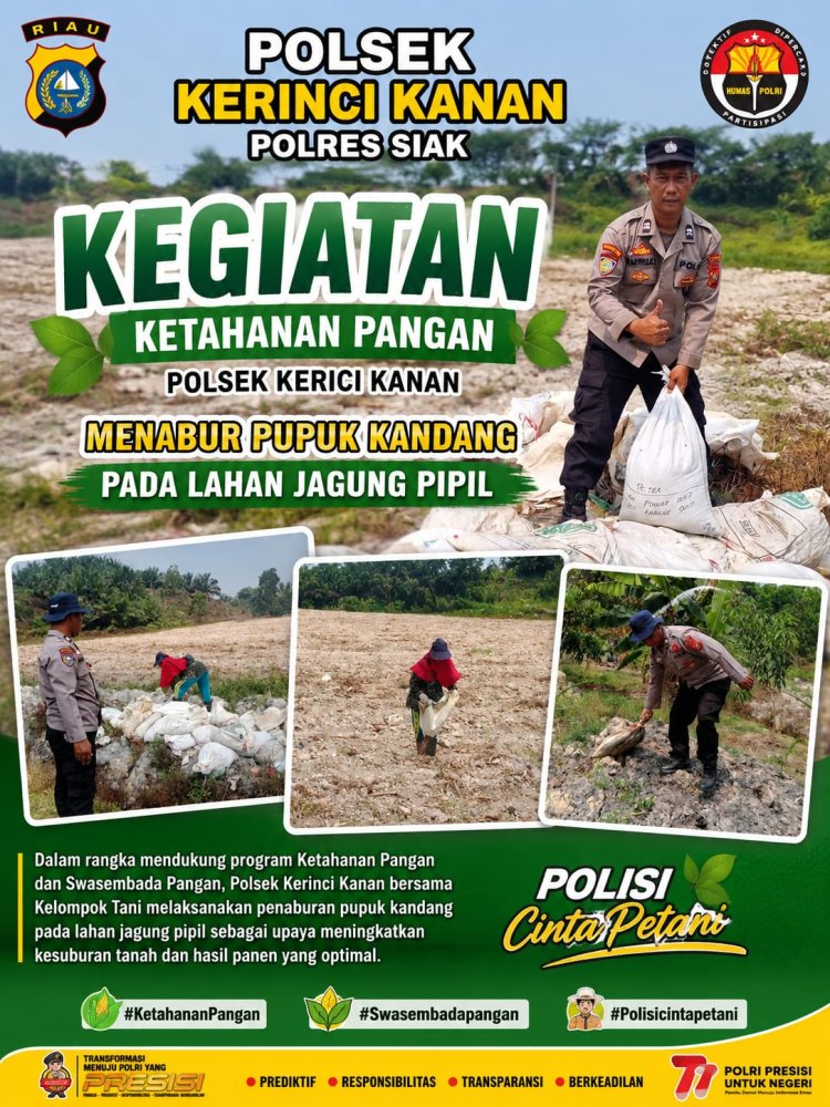 Kanit Binmas Polsek Kerinci Kanan Bersama Kelompok Tani Tabur Pupuk Kandang, Perkuat Jagung Pipil Kuartal III 2026