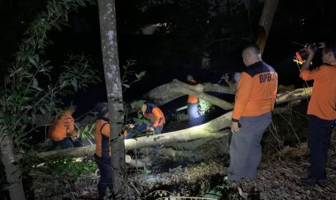 Tindaklanjuti Laporan Warga, Pemkot Metro Evakuasi Pohon Tumbang dan Pangkas Pohon Lapuk di Tejo Agung